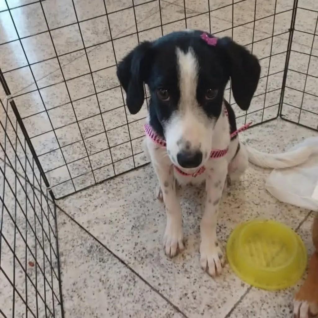Ayla, cachorro de porte pequeno para adoção em Rio de Janeiro - RJ