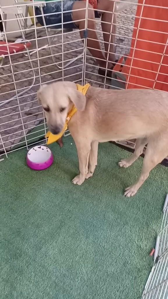 Alice, cadela de porte pequeno para adoção em Rio de Janeiro - RJ