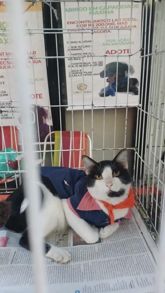 Lilico, gato de porte pequeno para adoção em Rio de Janeiro - RJ