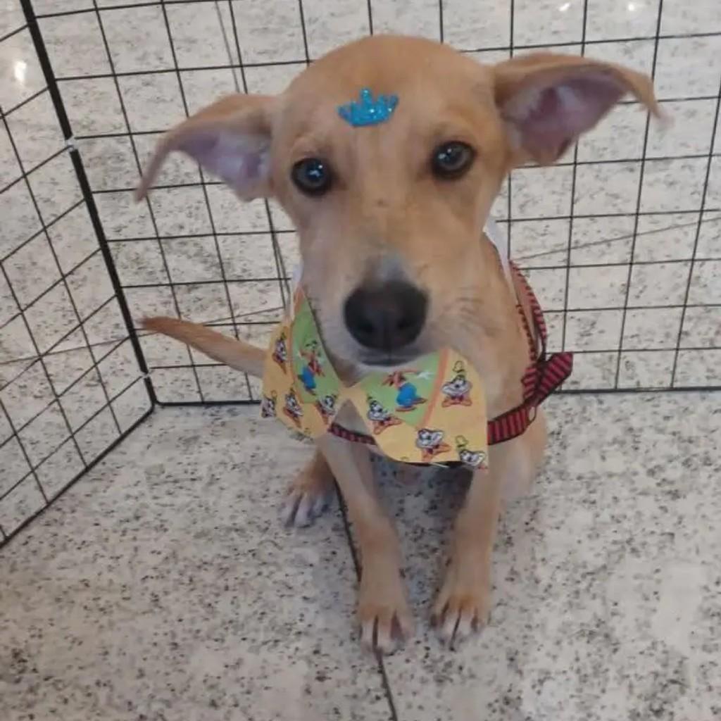 Horácio, cachorro de porte pequeno para adoção em Rio de Janeiro - RJ