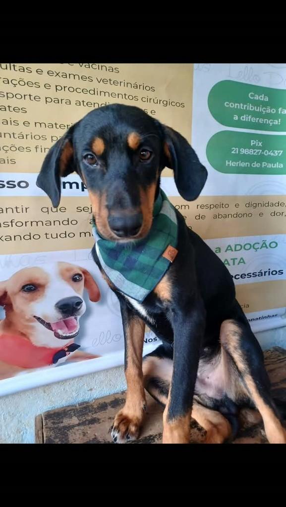 Totó, cachorro de porte médio para adoção em Rio de Janeiro - RJ