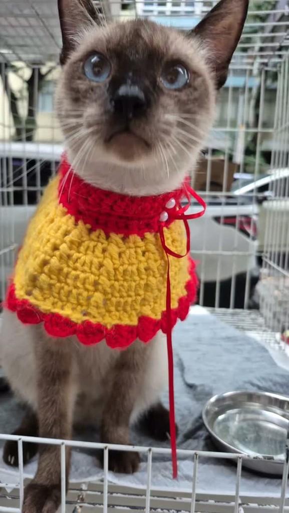 Jade, gato de porte pequeno para adoção em Rio de Janeiro - RJ
