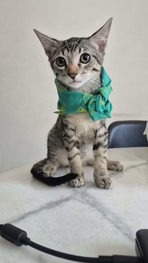 Thor, gato de porte pequeno para adoção em Rio de Janeiro - RJ