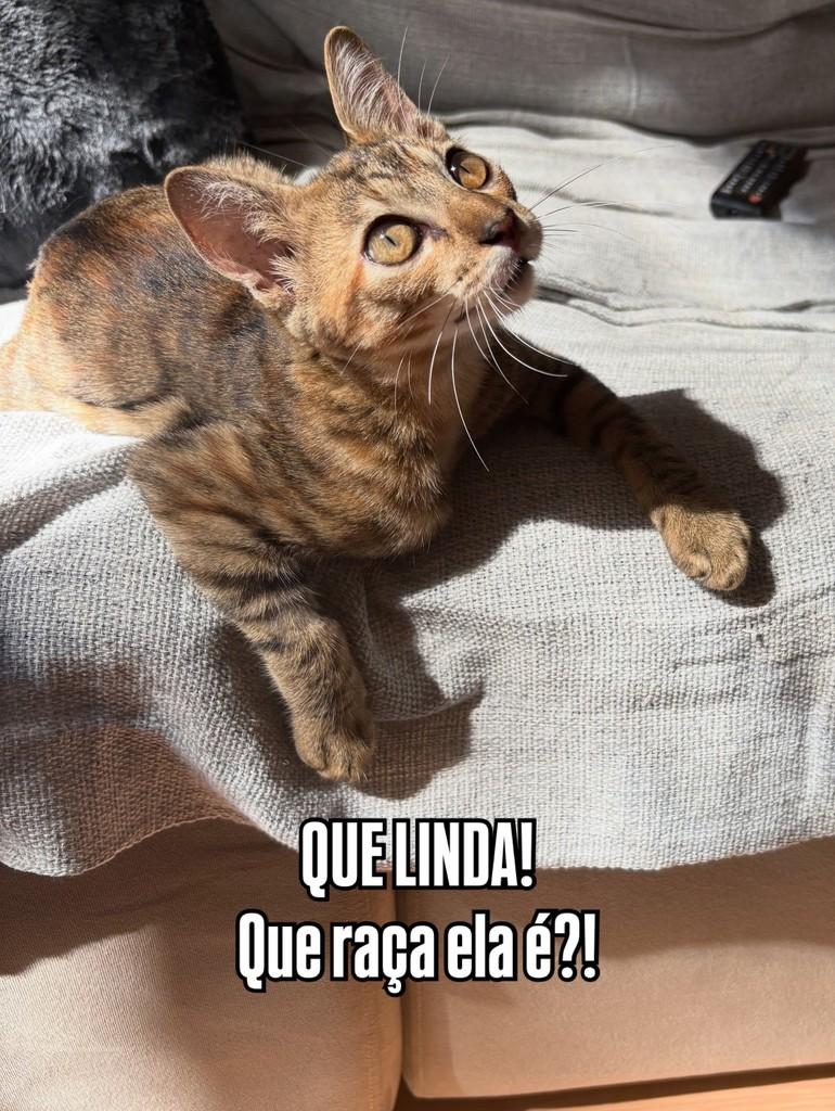 Solar, gata de porte pequeno para adoção em São João da Boa Vista - SP