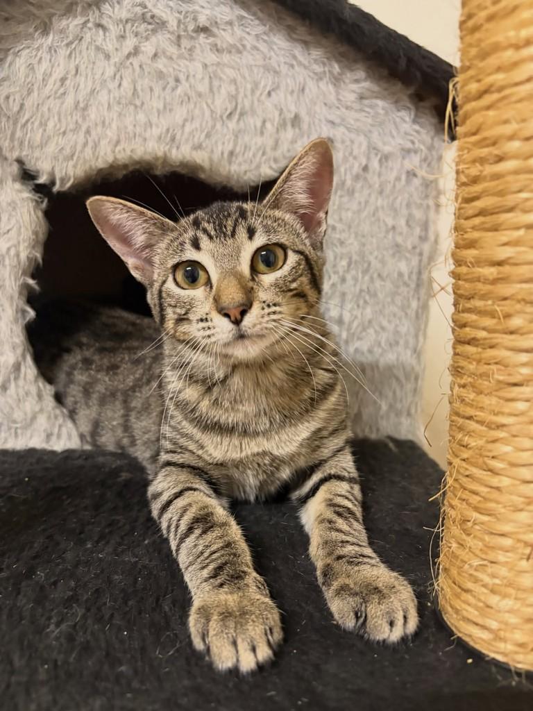 Cookie, gata de porte pequeno para adoção em São João da Boa Vista - SP