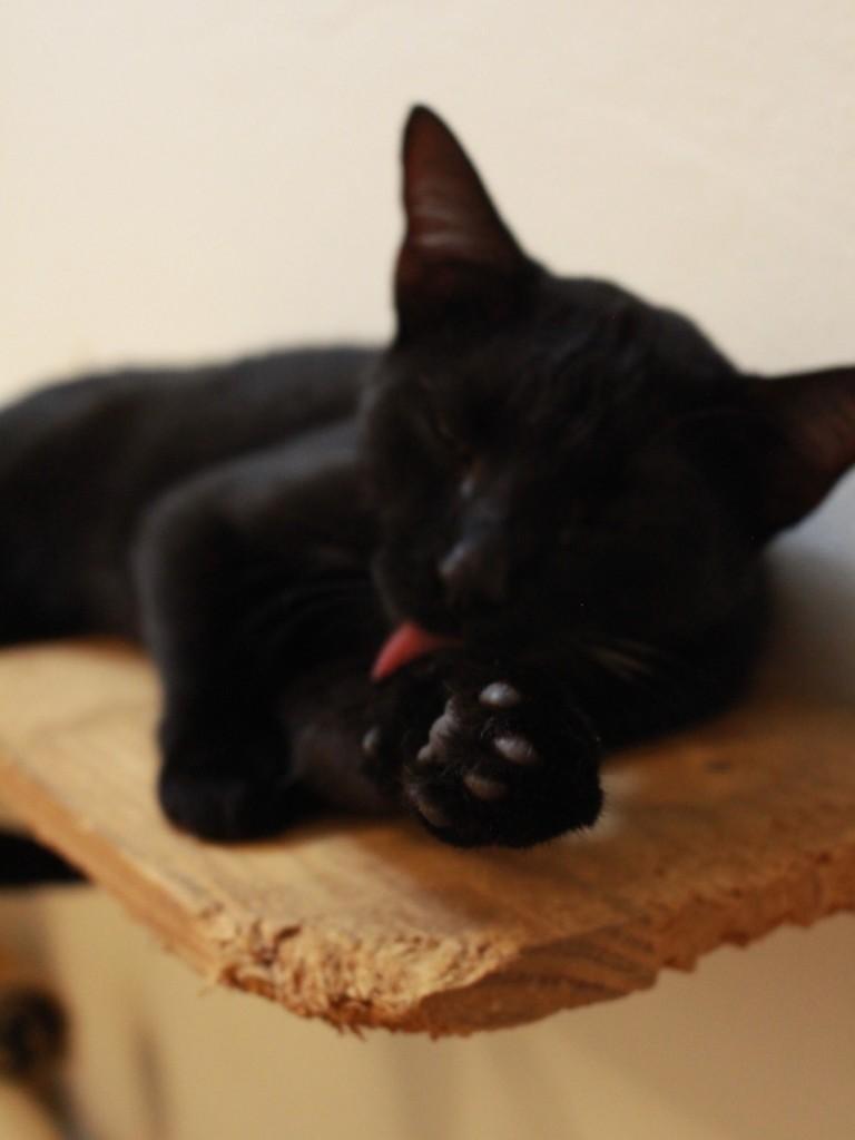 Chicão, gato de porte médio para adoção em São João da Boa Vista - SP