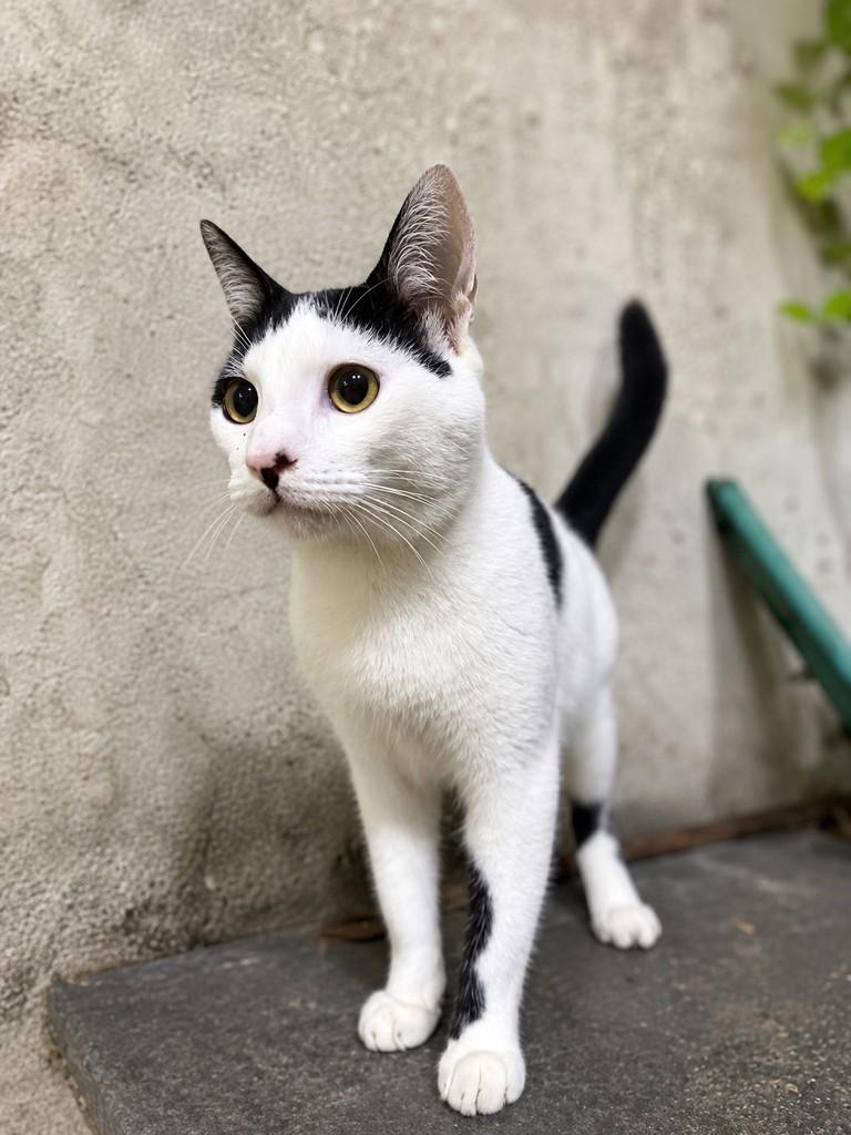Meli, gato de porte pequeno para adoção em São João da Boa Vista - SP