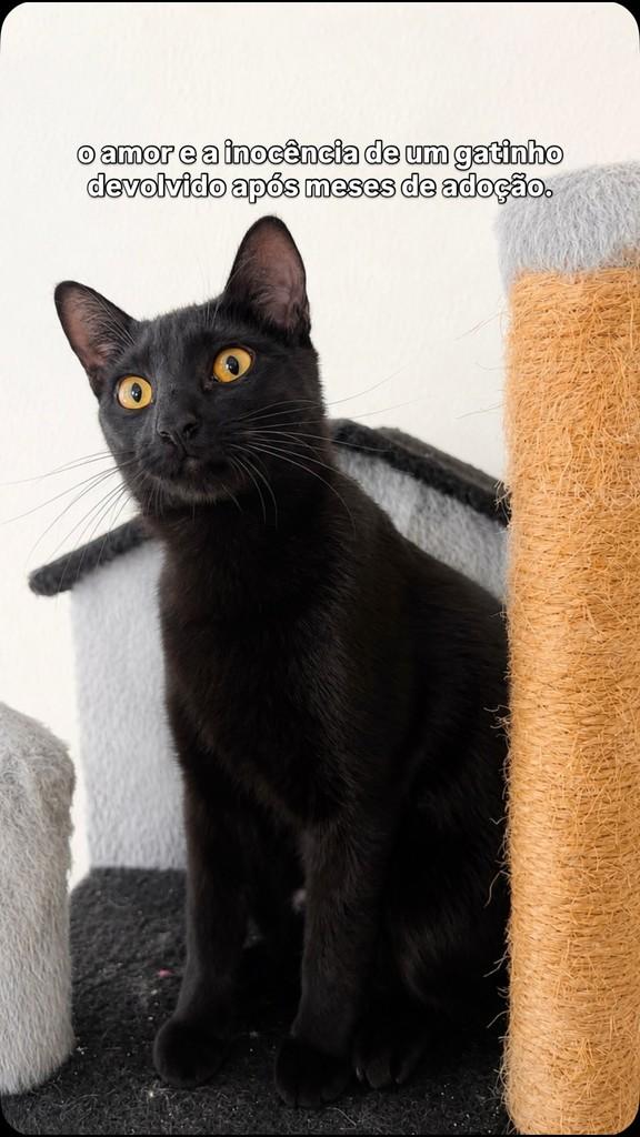 Poke, gato de porte pequeno para adoção em São João da Boa Vista - SP