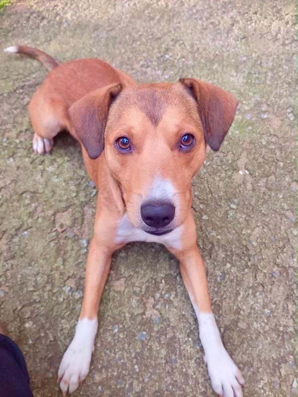 Otto, cachorro de porte pequeno para adoção em São João da Boa Vista - SP