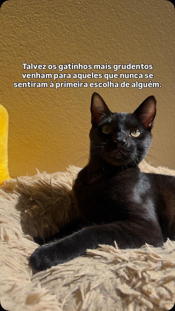 Ricco, gato para adoção em São João da Boa Vista - SP