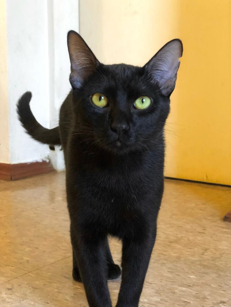 Valdir, gato de porte médio para adoção em São João da Boa Vista - SP