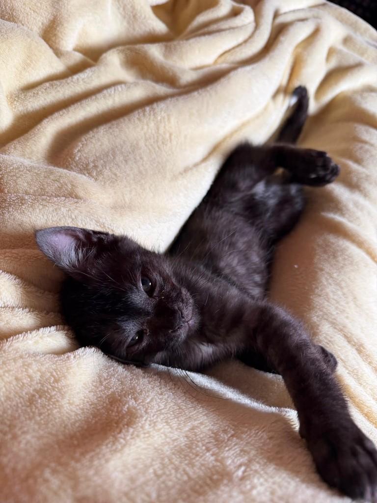 Tigrinho, gato de porte pequeno para adoção em São João da Boa Vista - SP