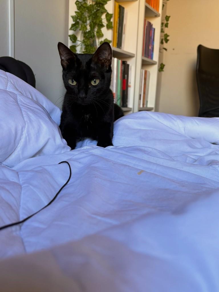 Amorinha, gato de porte médio para adoção em São João da Boa Vista - SP