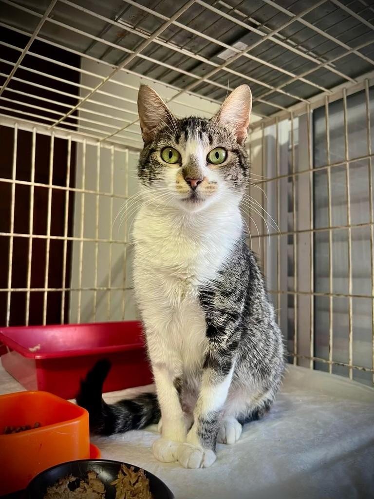 Maria, gato de porte pequeno para adoção em São João da Boa Vista - SP