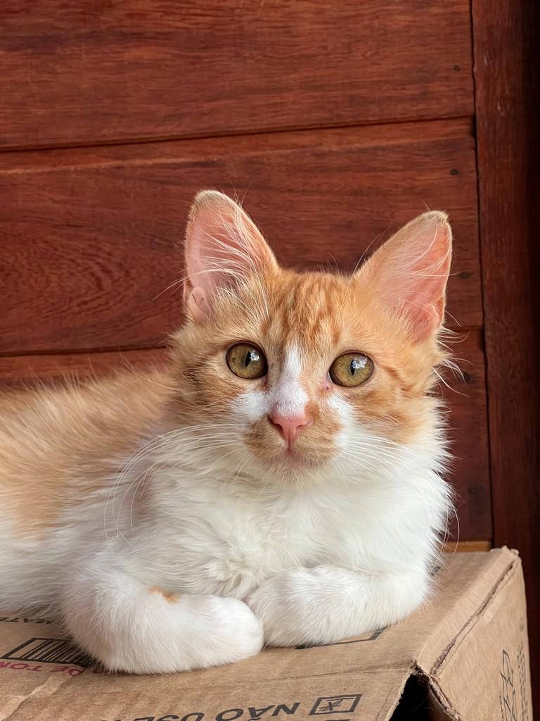 Lionel, gato de porte pequeno para adoção em São João da Boa Vista - SP