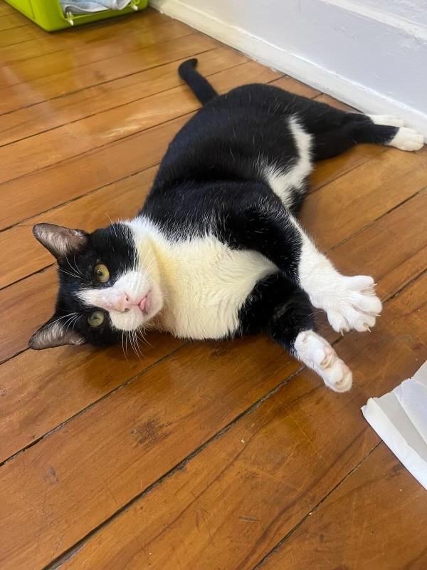 Spencer, gato de porte médio para adoção em São João da Boa Vista - SP