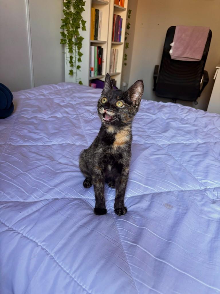 Nutellinha, gato de porte pequeno para adoção em São João da Boa Vista - SP