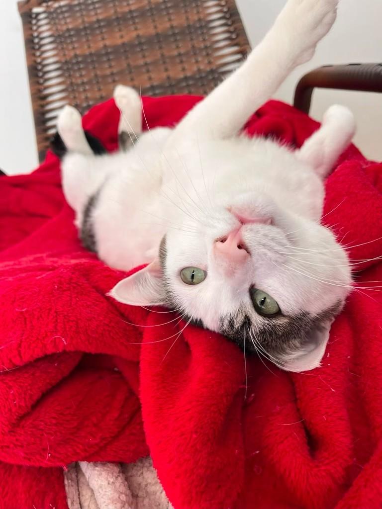 Floquinhos, gata de porte pequeno para adoção em São João da Boa Vista - SP
