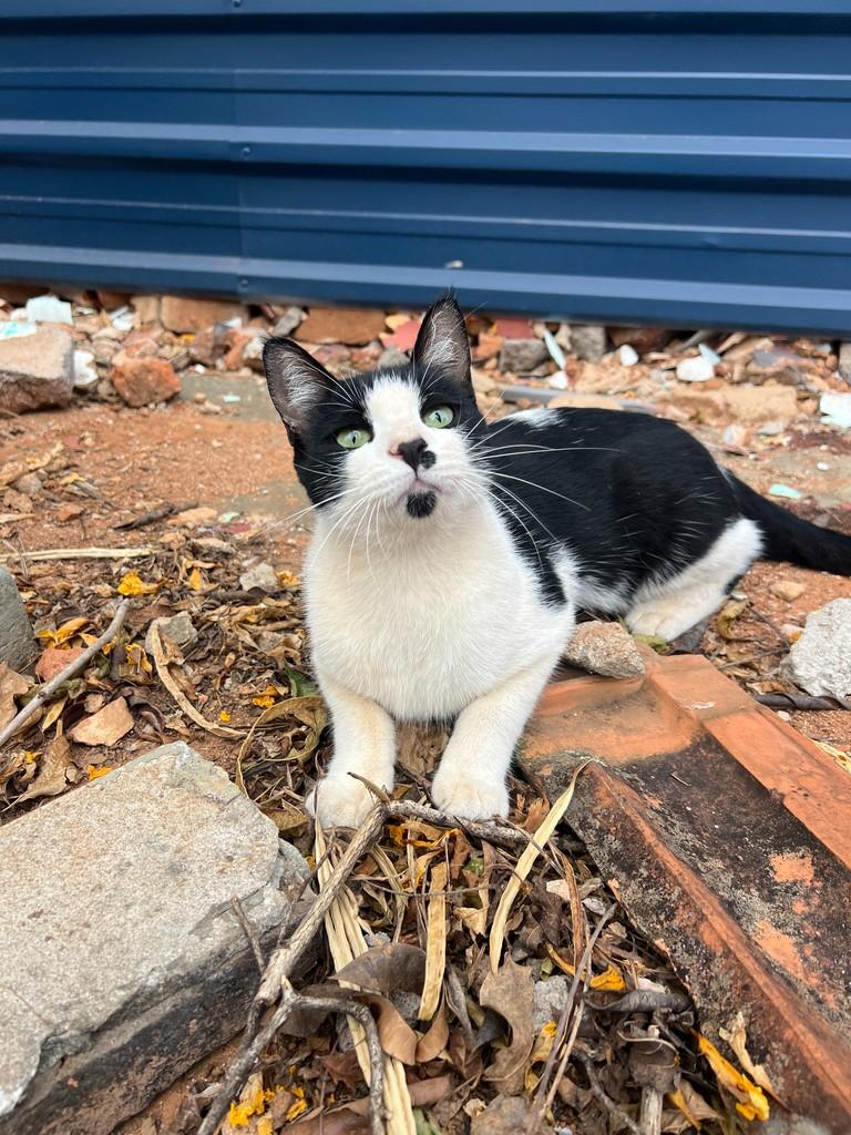 Charlie Chaplin, gato de porte médio para adoção em São João da Boa Vista - SP
