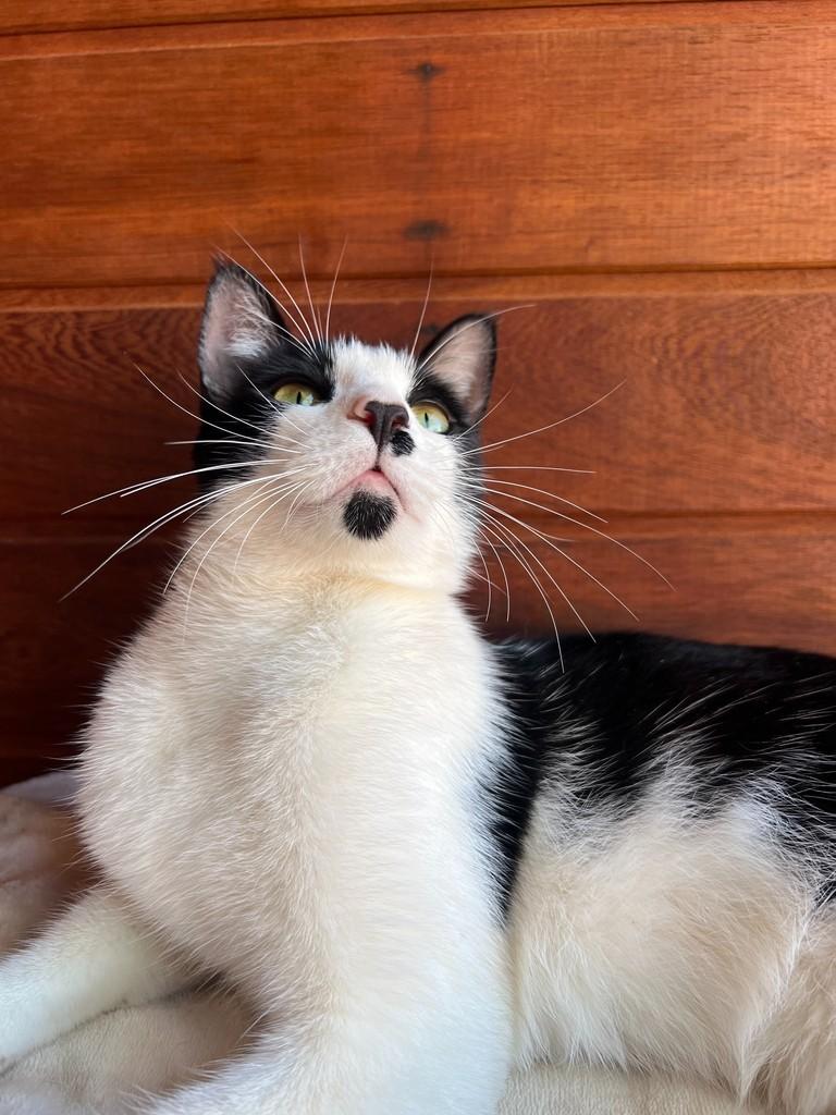 Charlinho, gato de porte pequeno para adoção em São João da Boa Vista - SP