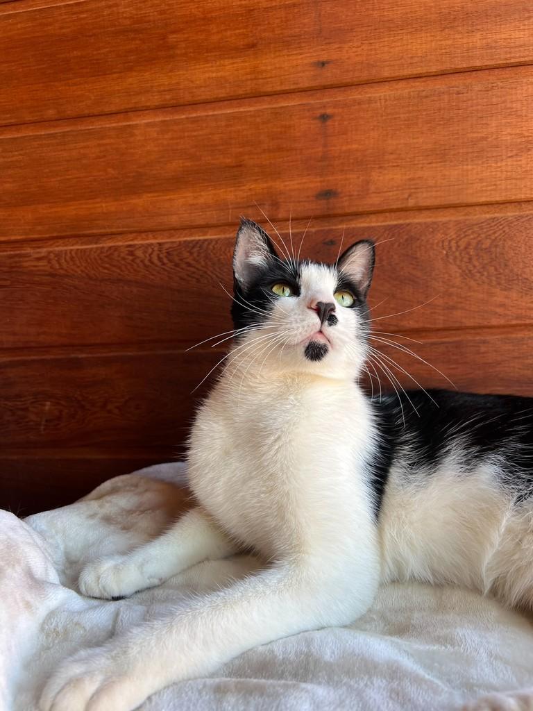 Charlinho, gato de porte pequeno para adoção em São João da Boa Vista - SP — foto 2 de 7