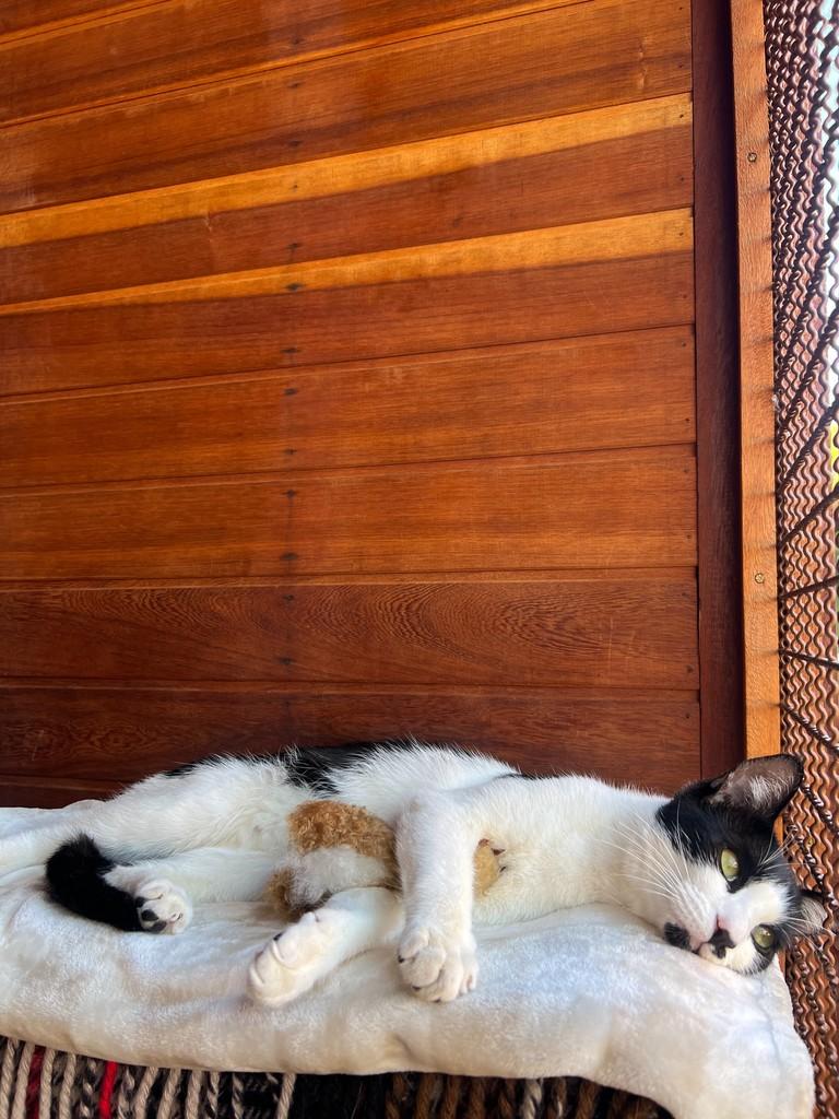 Charlinho, gato de porte pequeno para adoção em São João da Boa Vista - SP — foto 3 de 7