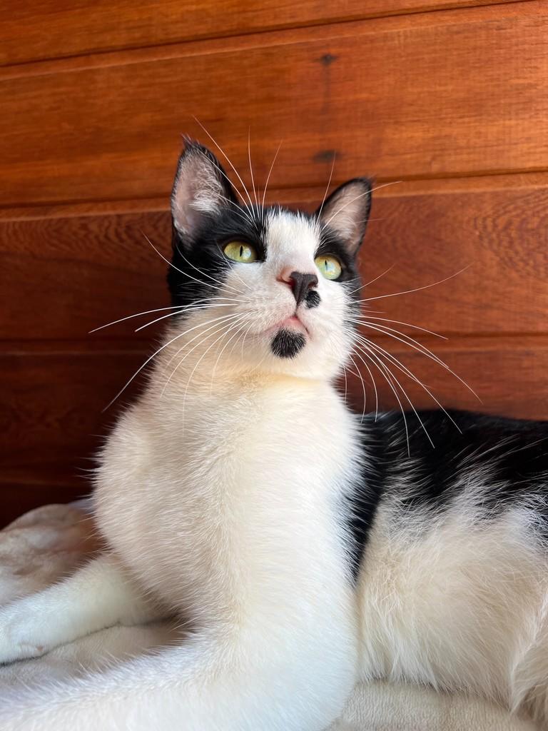 Charlinho, gato de porte pequeno para adoção em São João da Boa Vista - SP — foto 4 de 7