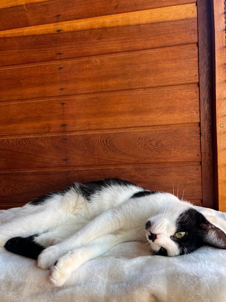 Charlinho, gato de porte pequeno para adoção em São João da Boa Vista - SP — foto 5 de 7