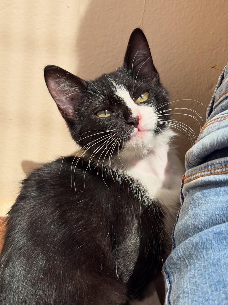 Frodo, gato de porte pequeno para adoção em São João da Boa Vista - SP