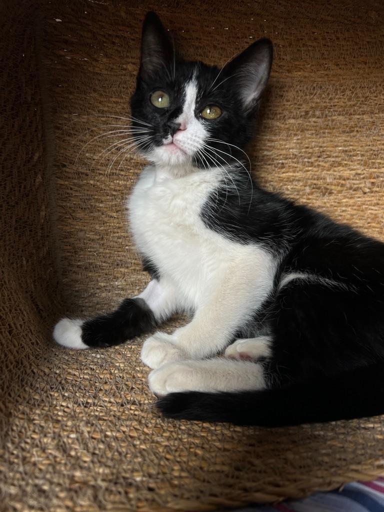 Frodo, gato de porte pequeno para adoção em São João da Boa Vista - SP — foto 2 de 11