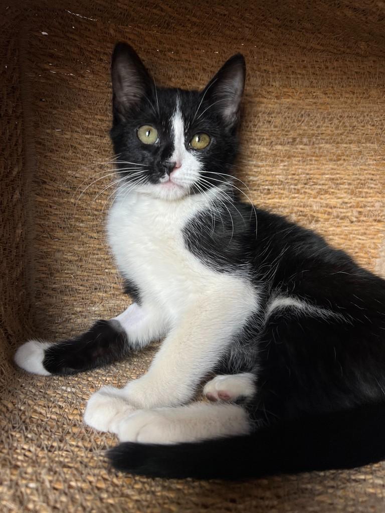 Frodo, gato de porte pequeno para adoção em São João da Boa Vista - SP — foto 3 de 11