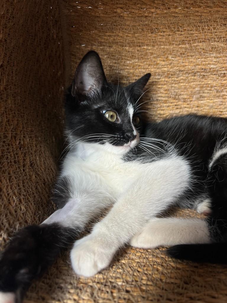 Frodo, gato de porte pequeno para adoção em São João da Boa Vista - SP — foto 4 de 11