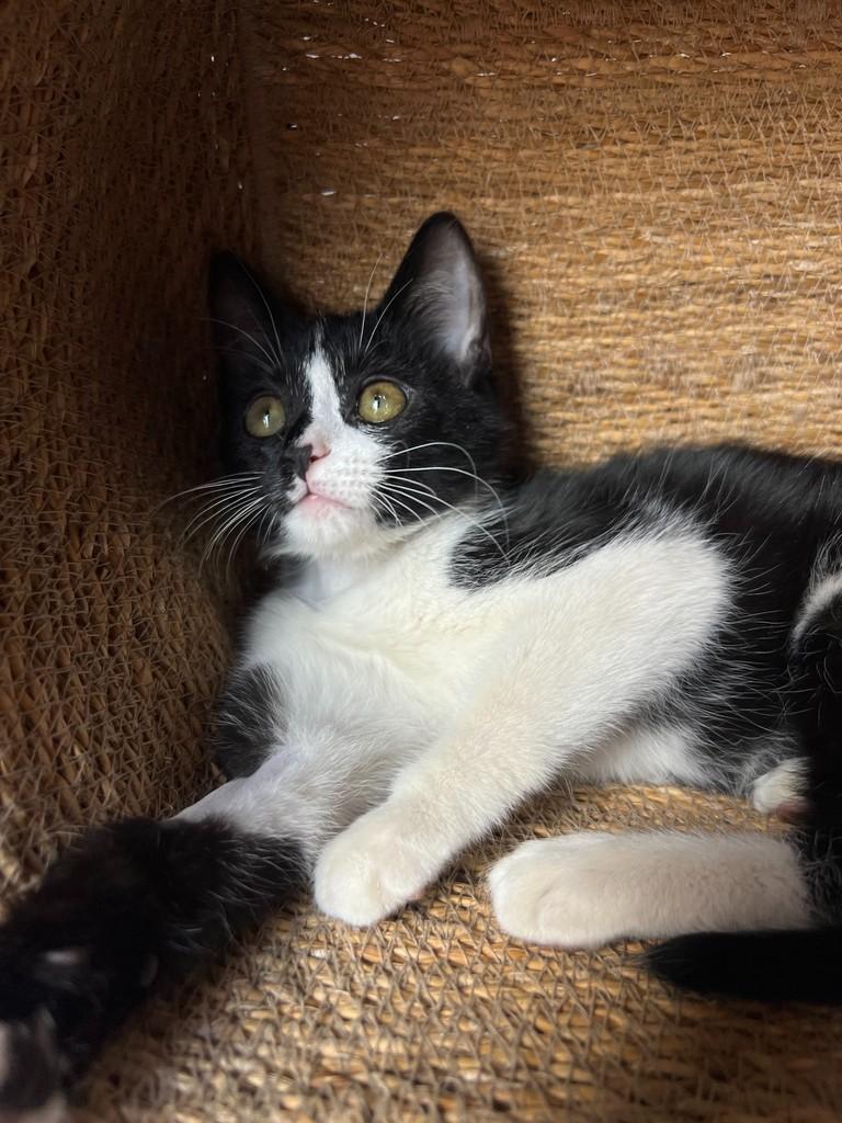 Frodo, gato de porte pequeno para adoção em São João da Boa Vista - SP — foto 5 de 11
