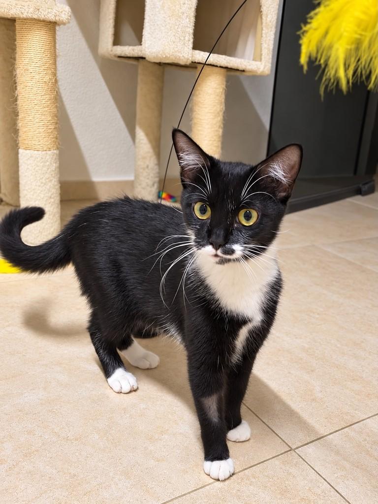 Pipoquinha, gata de porte pequeno para adoção em São João da Boa Vista - SP