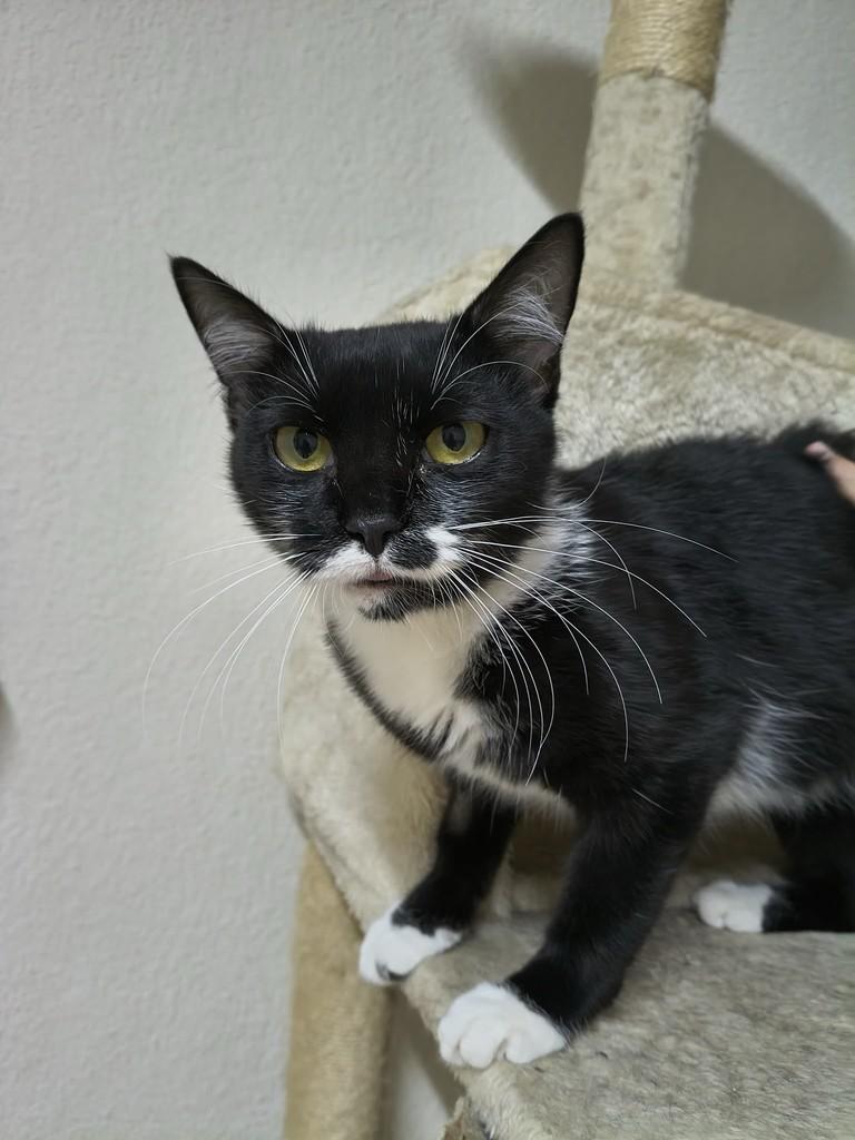 Pipoquinha, gata de porte pequeno para adoção em São João da Boa Vista - SP — foto 2 de 4
