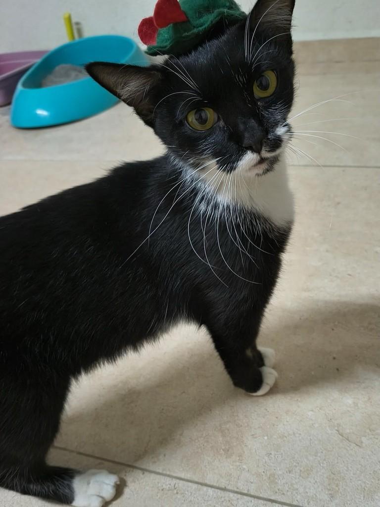 Pipoquinha, gata de porte pequeno para adoção em São João da Boa Vista - SP — foto 3 de 4