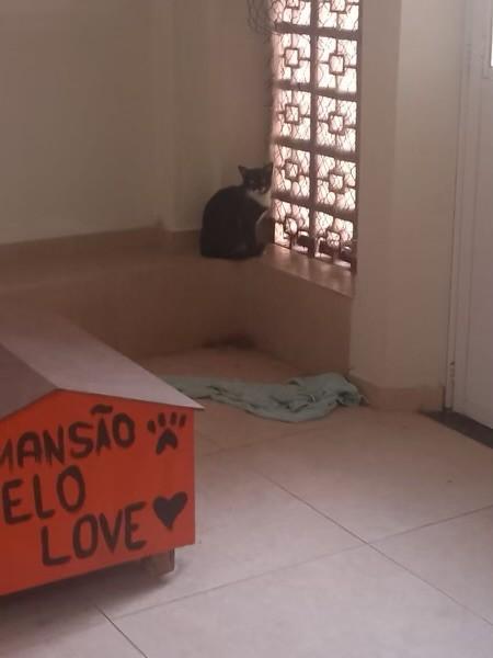 Pipoquinha, gata de porte pequeno para adoção em São João da Boa Vista - SP — foto 4 de 4