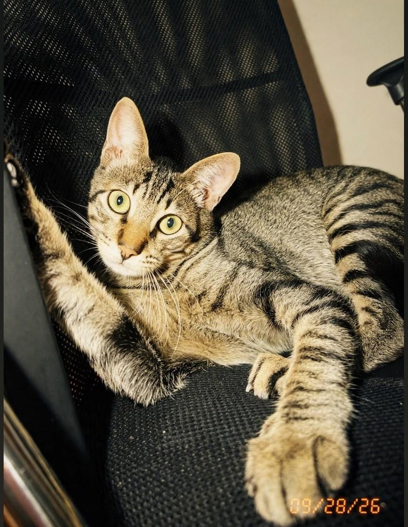 Brownie, gato de porte médio para adoção em São João da Boa Vista - SP