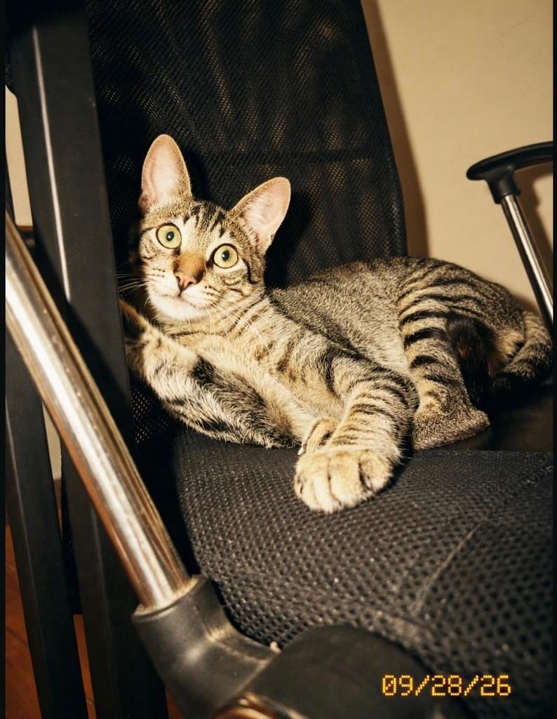 Brownie, gato de porte médio para adoção em São João da Boa Vista - SP — foto 2 de 10