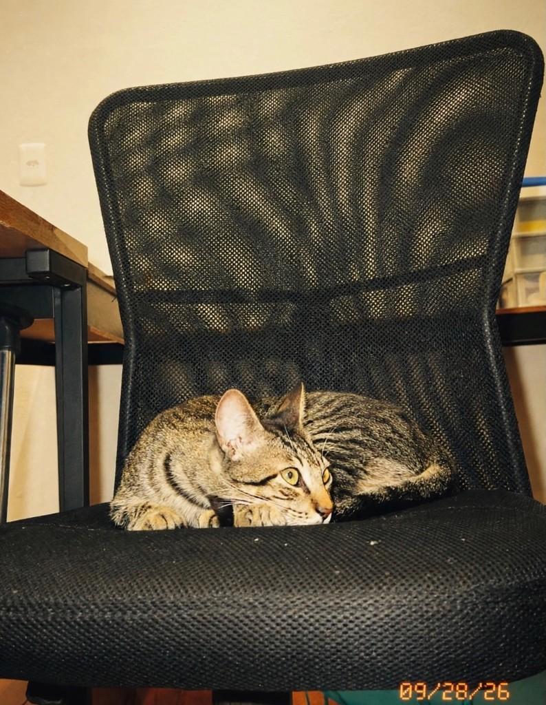 Brownie, gato de porte médio para adoção em São João da Boa Vista - SP — foto 3 de 10