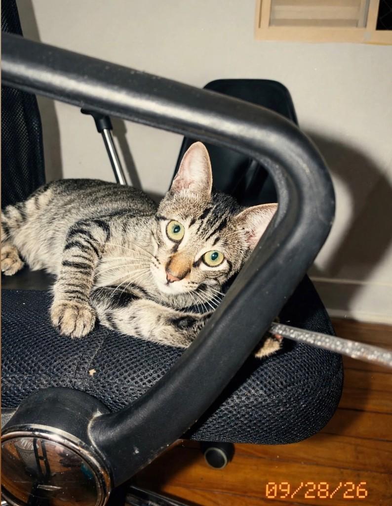Brownie, gato de porte médio para adoção em São João da Boa Vista - SP — foto 5 de 10