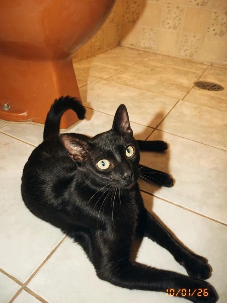 Ricardinho, gato de porte médio para adoção em São João da Boa Vista - SP