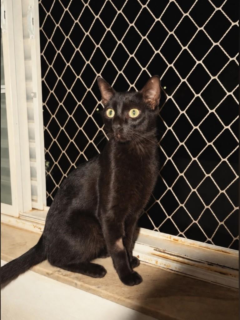 Ricardinho, gato de porte médio para adoção em São João da Boa Vista - SP — foto 2 de 3