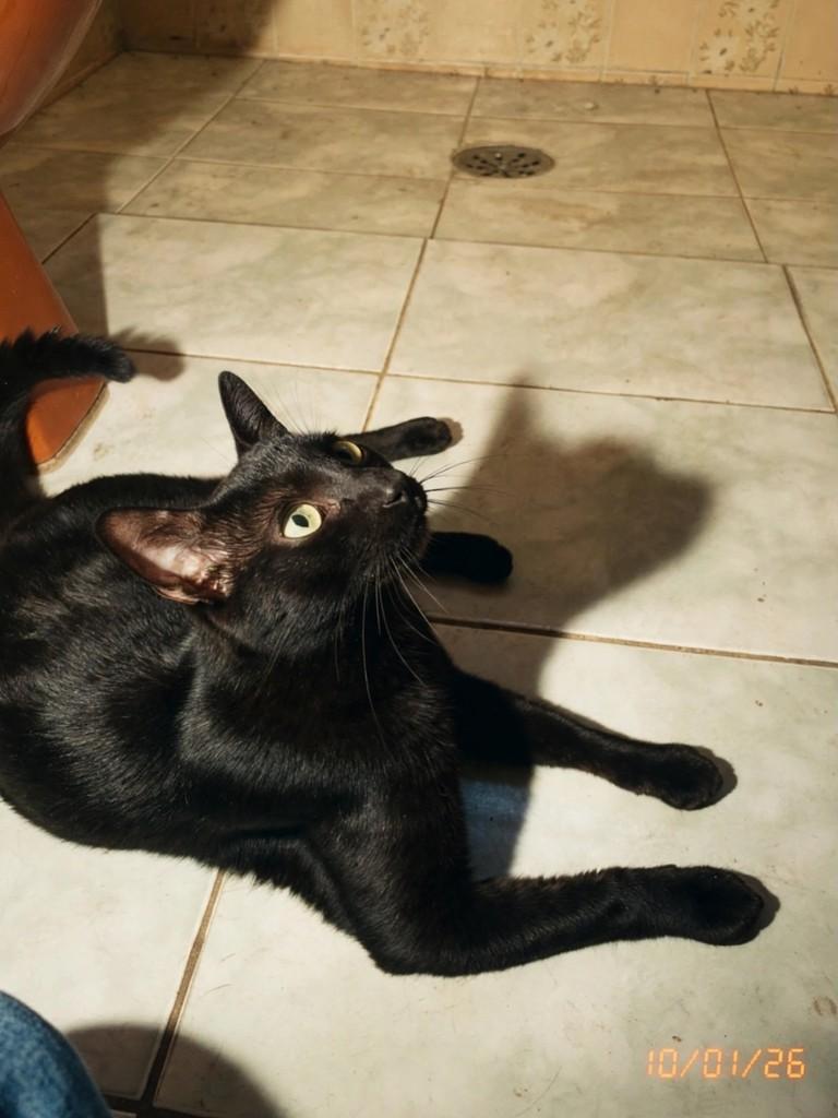 Ricardinho, gato de porte médio para adoção em São João da Boa Vista - SP — foto 3 de 3