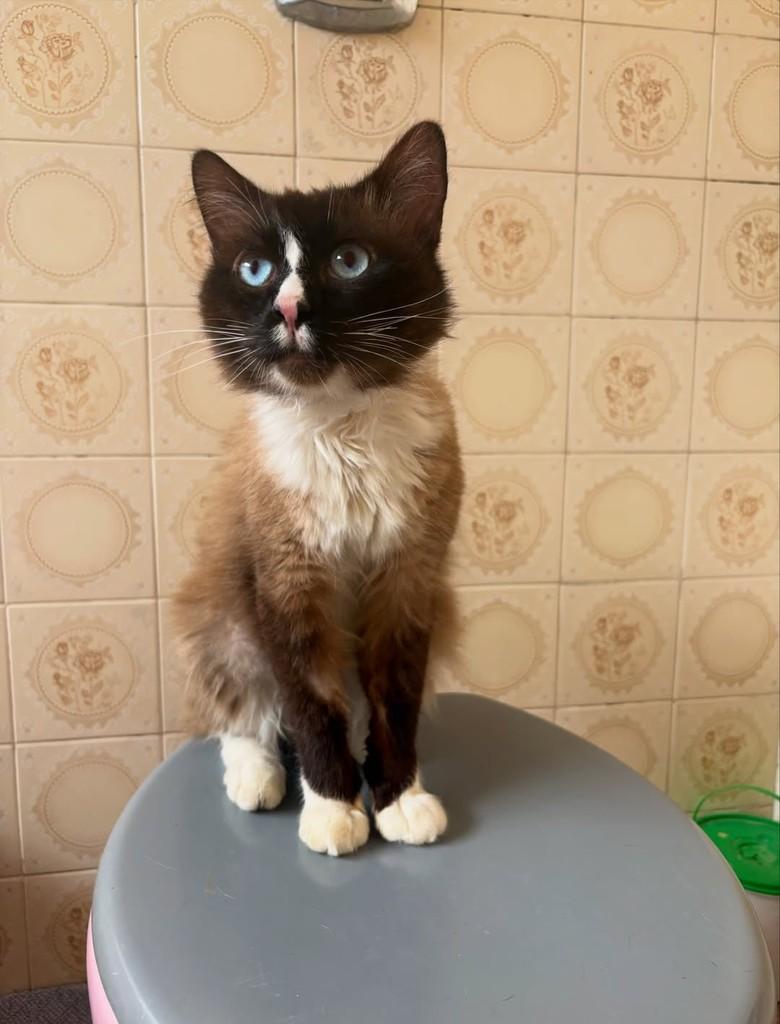 Plebeu, gato de porte pequeno para adoção em São João da Boa Vista - SP