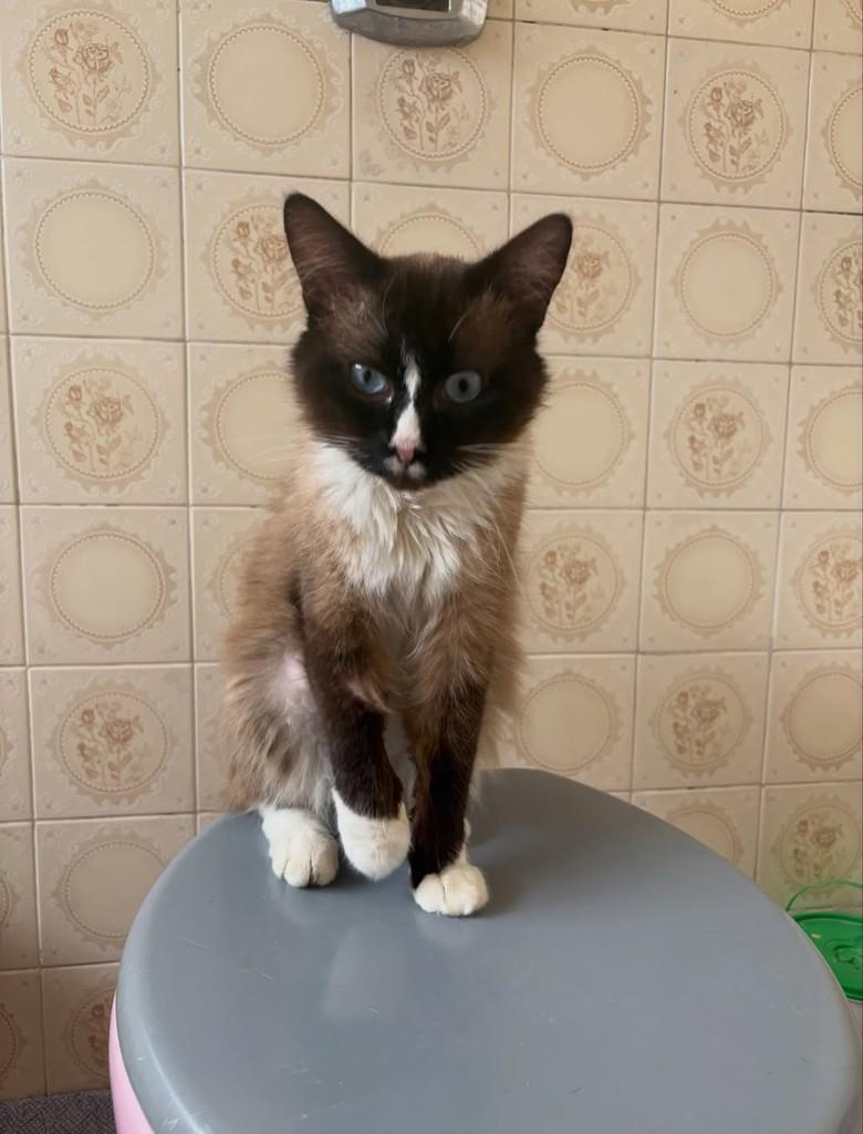 Plebeu, gato de porte pequeno para adoção em São João da Boa Vista - SP — foto 2 de 9