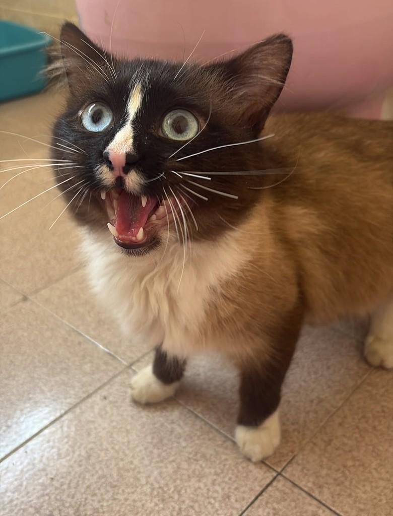 Plebeu, gato de porte pequeno para adoção em São João da Boa Vista - SP — foto 3 de 9