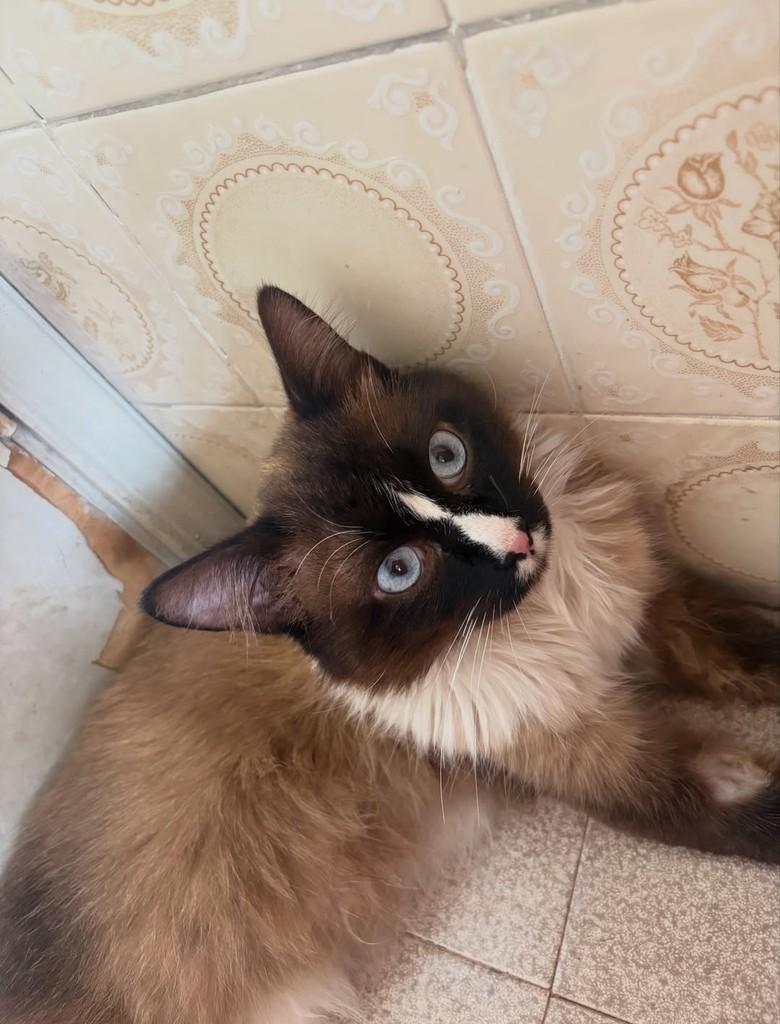 Plebeu, gato de porte pequeno para adoção em São João da Boa Vista - SP — foto 4 de 9