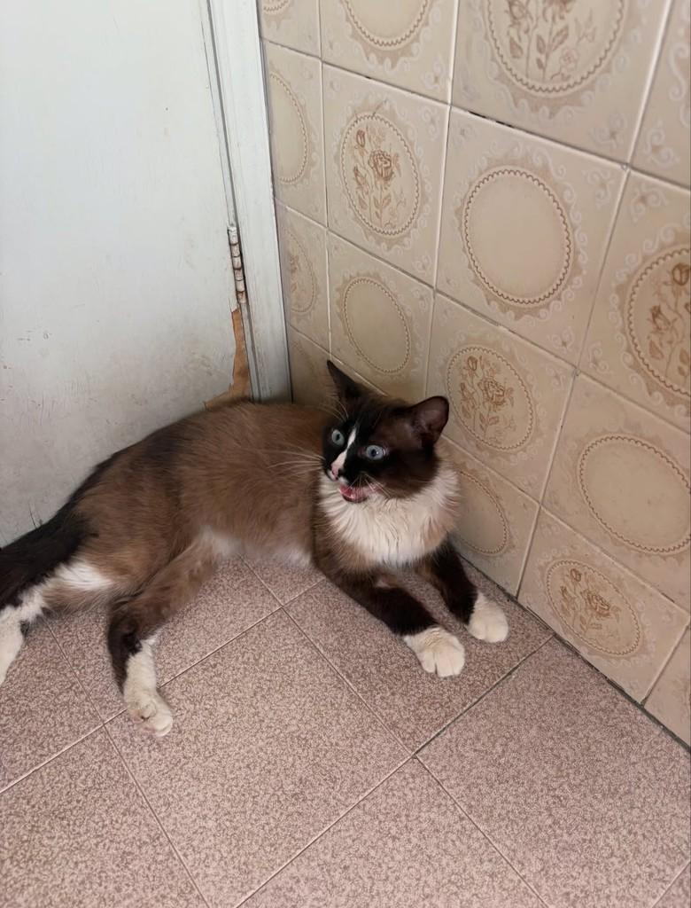 Plebeu, gato de porte pequeno para adoção em São João da Boa Vista - SP — foto 5 de 9
