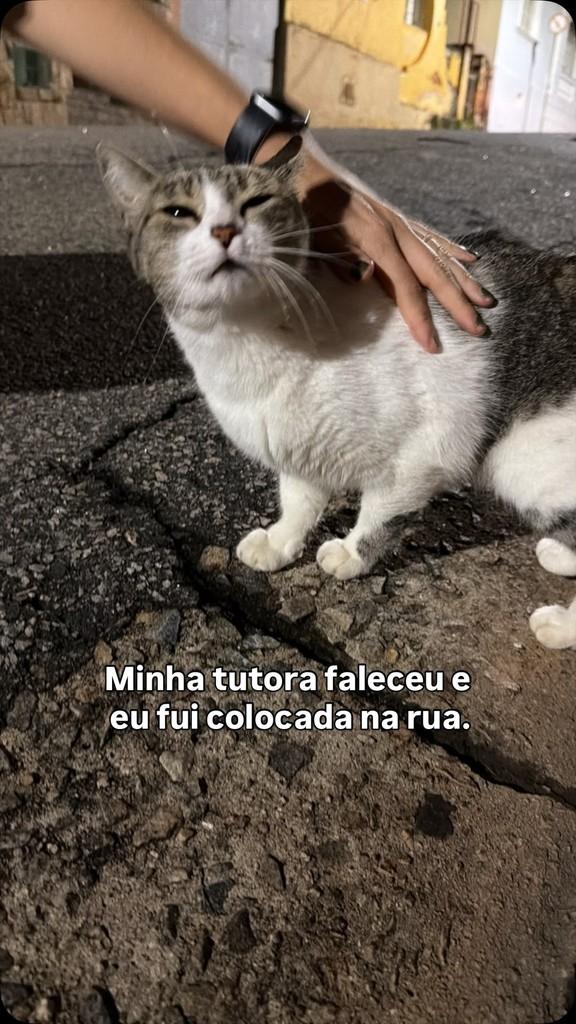 Nina, gata de porte médio para adoção em São João da Boa Vista - SP